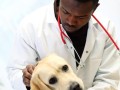 veterinaria-e-adstramento-ao-domicilio-small-0