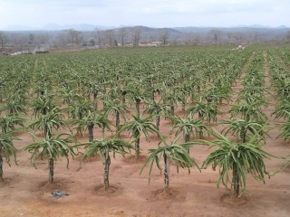 Fazenda de Pitaia em alta produção com direito de superfície